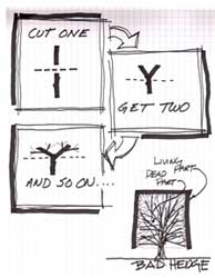 Cutting hedge branches the right way will extend their life while using an electric hedge shear will cause them to die