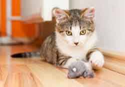 This family pet is busy playing with her toy mouse (better than real mouse)