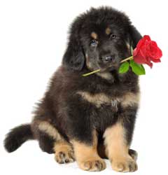 Pets help create a loving home environment