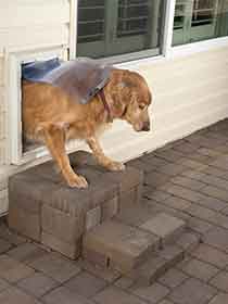 A Golden Retriever crawling through a pet door