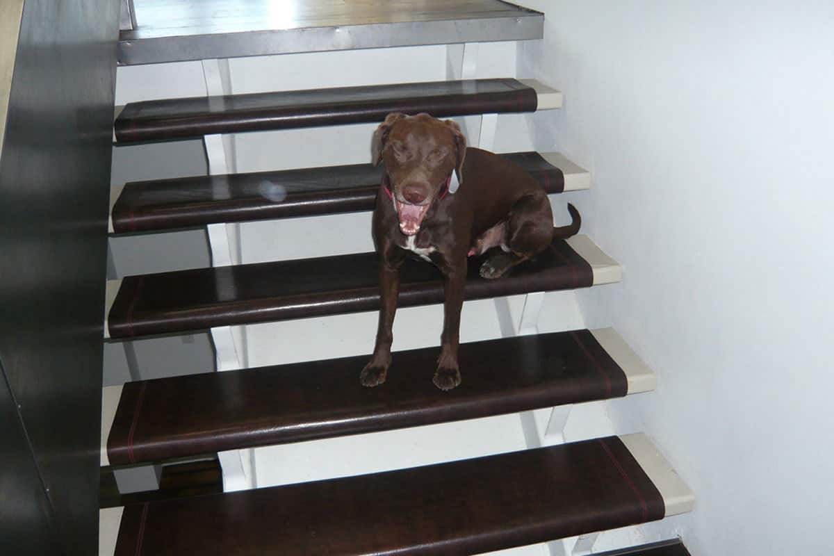 if you were a chocolate lab, wouldn't you love matching leather stair treads