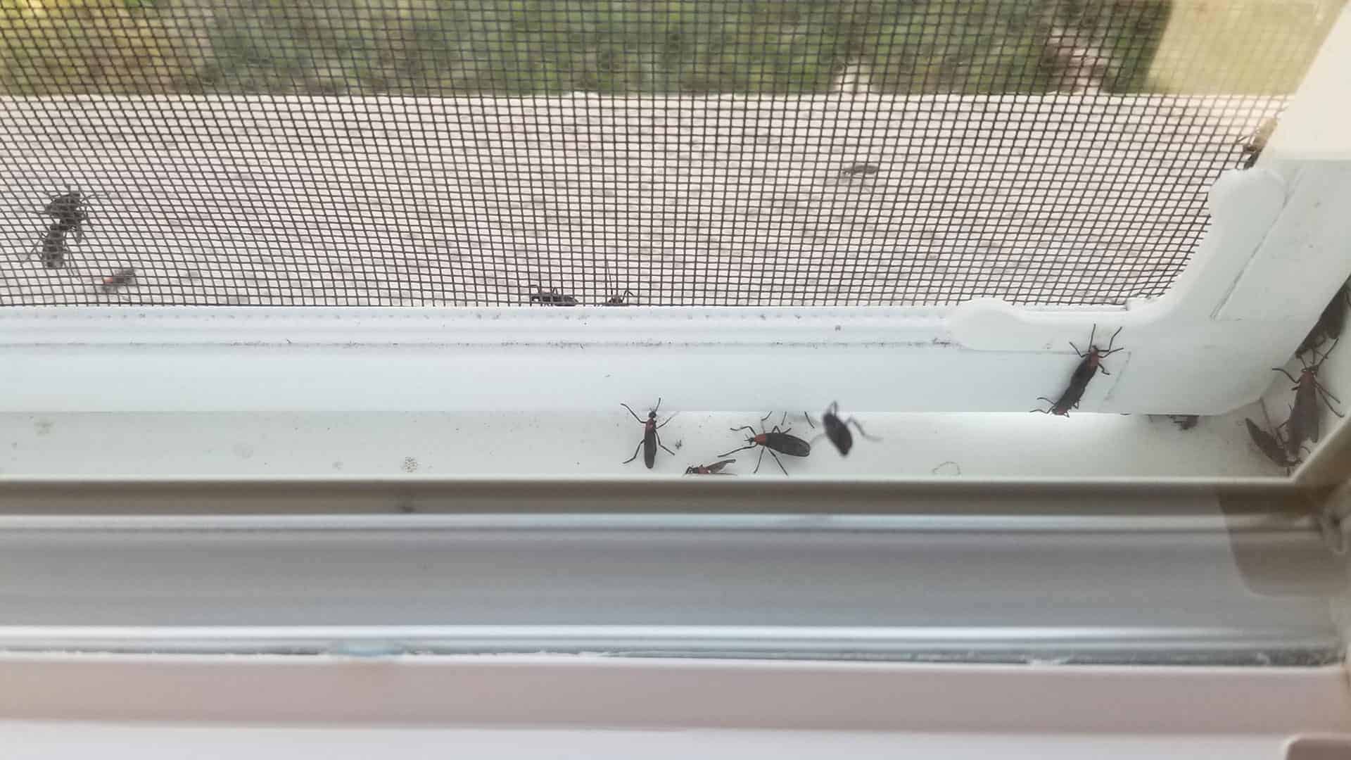 Cheap house windows (screens) letting bugs inside 