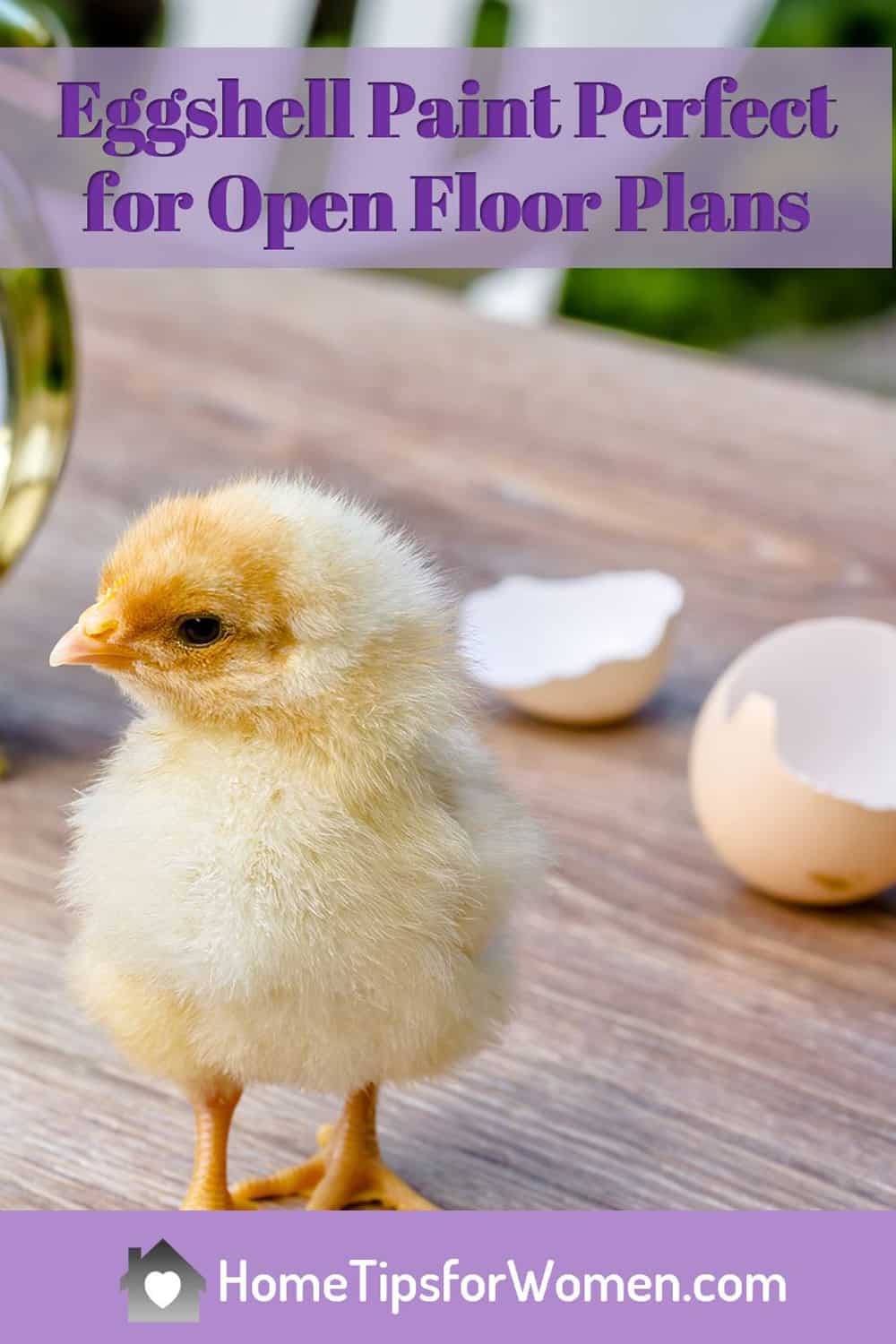 Popular Eggshell Paint Finish Home Tips for Women